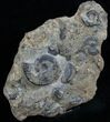 Plate of Pyritized Ammonites - Oujda, Morocco #13724-1